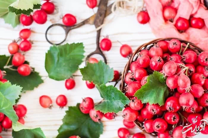 زالزالک برای فشار خون